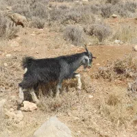 کهره نر یک دست|حیوانات مزرعه|شیراز, احمدآباد|دیوار