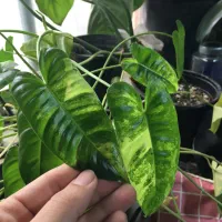 فروش گل و گیاه ابلق