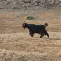 فروش دو عدد بز جوان دو قلو زا|حیوانات مزرعه|هندیجان, |دیوار