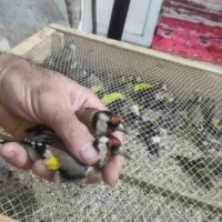 سهره کرمونی وسرسیاه نیم گلی