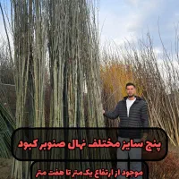 مرکز توضیع نهال کبوده صنوبر زردالو
