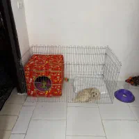 سگ شیتزو مالتیز|سگ|خرمآباد, |دیوار