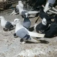 کبوتر سوز شور|پرنده|بوشهر, |دیوار