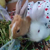 دو عدد خرگوش بالغ و بازیگوش و اهلی