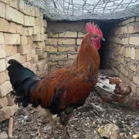 خروس جوان