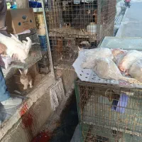 ذبح مرغ قربانی با ارسال فیلم