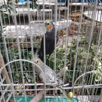 عروس هلندی نروماده