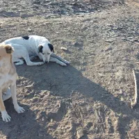 دو عدد سگ ماده نگهبان یکی گرگی|سگ|طرقبه, |دیوار