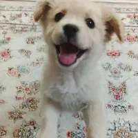 سگ میکس اشپیتز پامر