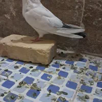کبوتر|پرنده|زارچ, |دیوار