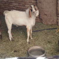 محمد اباد شیخ