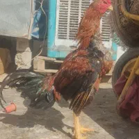 خروس لاری