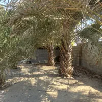 نخل فروشی|گل و گیاه طبیعی|تخت, |دیوار