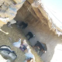 بز دورگ|حیوانات مزرعه|خاش, |دیوار