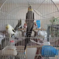 عروس هلندی و قفس