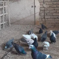 کفتر شهرستانی ۳۰عدد