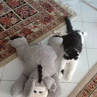 گربهی پرشین|گربه|سبزوار, عظیمیان|دیوار