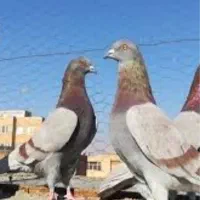 کبوتر گمشده|حیوانات|تهران, اوقاف|دیوار