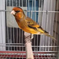 سهره قناری