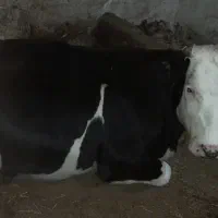 گاو شکم اول|حیوانات مزرعه|صومای برادوست, |دیوار