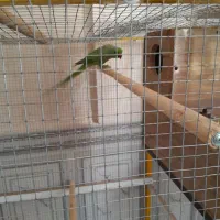 طوطی ملنگو با جوجه