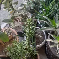 گلدان بزرگ سفالی عتیقه وجاسیگاری قدیمی|کلکسیون اشیاء عتیقه|زنجان, |دیوار