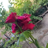 باغچه-و-ویلا