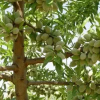 باغ-بادام-سپیدان