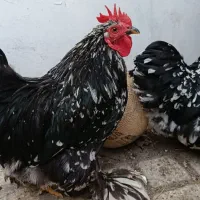 مرغ و خروس