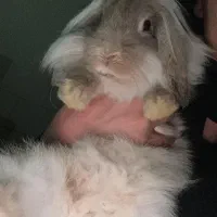 خرگوش لوپ|موش و خرگوش|زرند, |دیوار