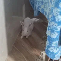 خرگوش نر|موش و خرگوش|قیامدشت - خاورشهر, |دیوار