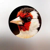 نوار سهره دهن لر