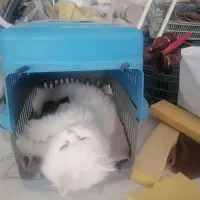 واگذاری گربه رایگان|گربه|بوکان, |دیوار