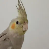 عروس هلندی|پرنده|شهریار, شهریار|دیوار