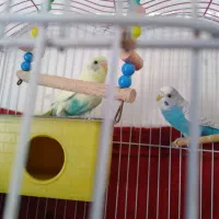 عروس هلندی و یک جفت مرغ عشق