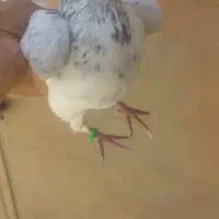 کبوتر کاشونی