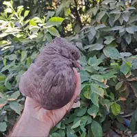 سرکه‌ای‌دمسفیدنر|پرنده|اهواز, سپیدار|دیوار