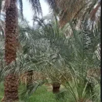 آب موتور خیراباد ده دقیقه مشتری واقعی  تماس بگیره