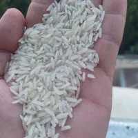 برنج هاشمی رتون یا دونوج