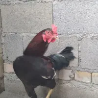 دو تا مرغ و یک خروس نژاد دار لاری
