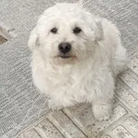 سگ آرام و دوست داشتنی