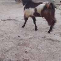 بز نر تکه