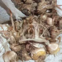 خرید و فروش پیاز زعفران گلپایگان