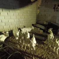 10عددکهره نرسانن اصل