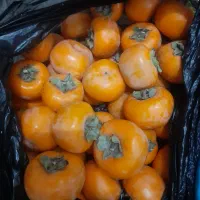 خرمالوتازه|خوردنی و آشامیدنی|آزادشهر, |دیوار