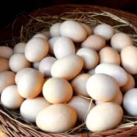 تخم مرغ خانگی تازه
