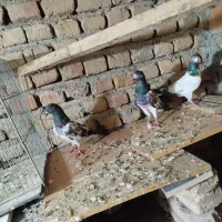کبوتر مسابقه ای ۹ ساعت پرش
