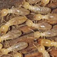 سمپاشی سوسک وسایل کنه سم پاشی موش عقرب با ضمانت|خدمات نظافت|مشهد, توس (بلوار توس)|دیوار