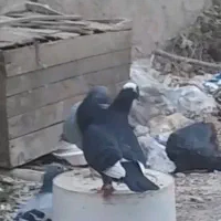 کبوتر
