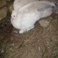 کبوتر دم چتری ماده|پرنده|خمینیشهر, |دیوار